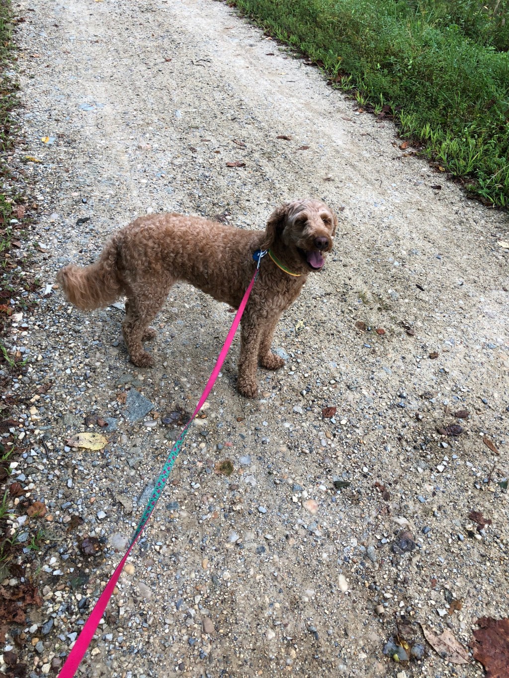 5 Tips To Finding the Purr-fect Dog Friendly&nbsp;Neighborhood